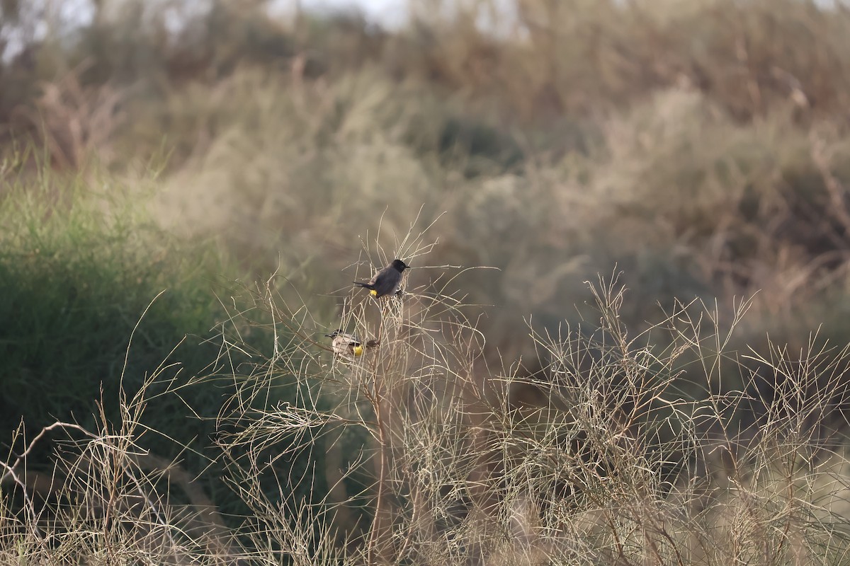 Gelbsteißbülbül - ML646466154