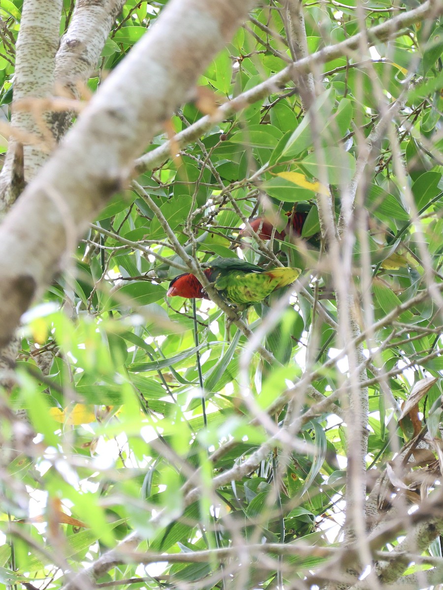 Лорікет сулавеський - ML646466155