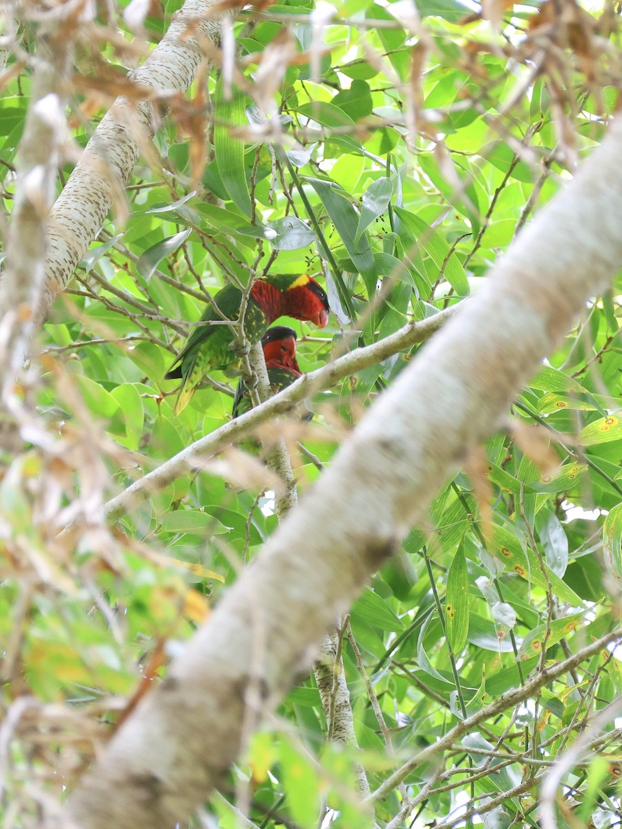 Лорікет сулавеський - ML646466156