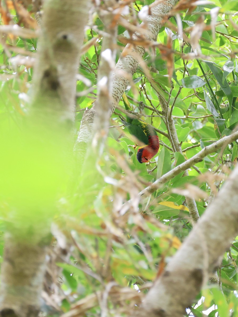 Лорікет сулавеський - ML646466157