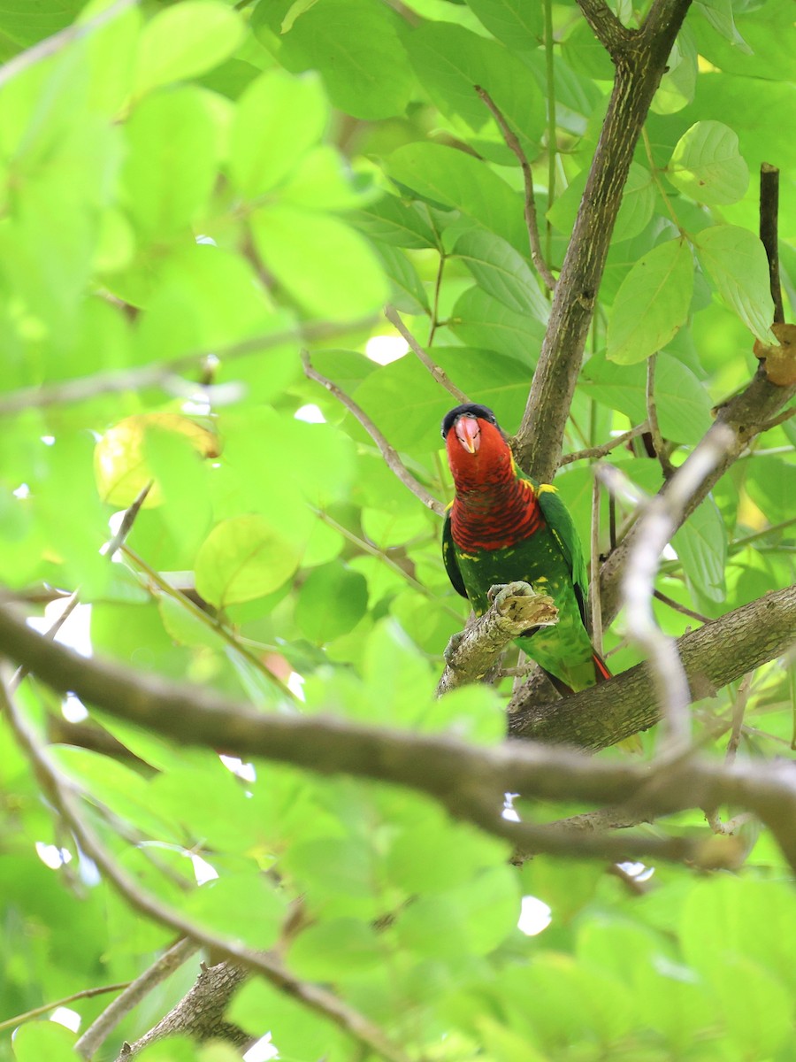 Лорікет сулавеський - ML646466158