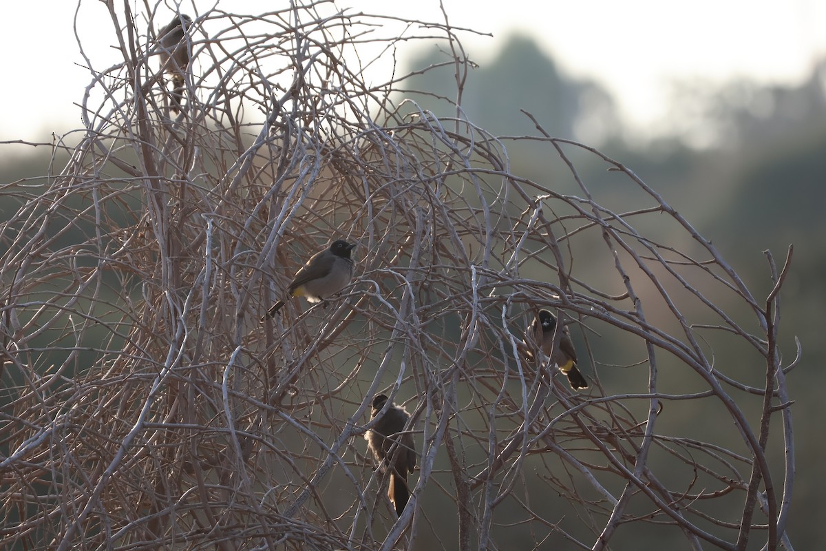 Gelbsteißbülbül - ML646466159