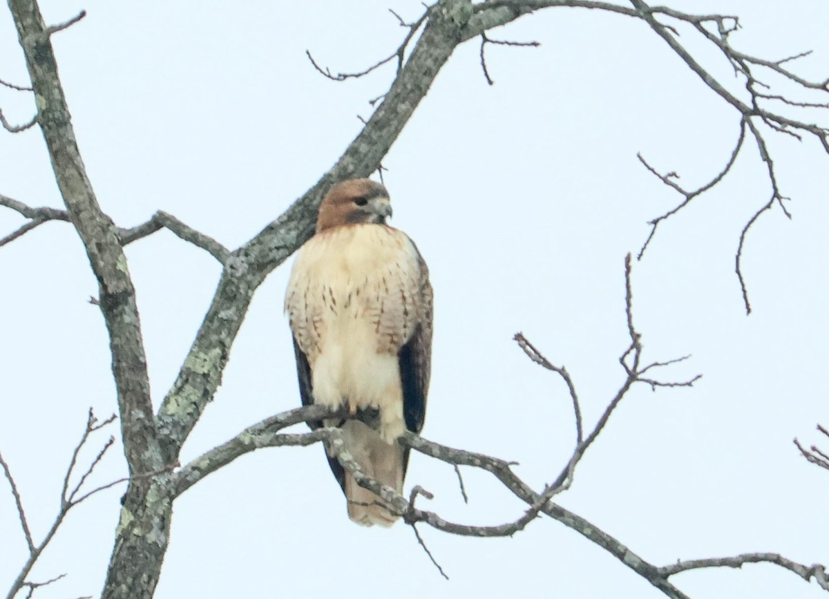 Red-tailed Hawk - ML646466161