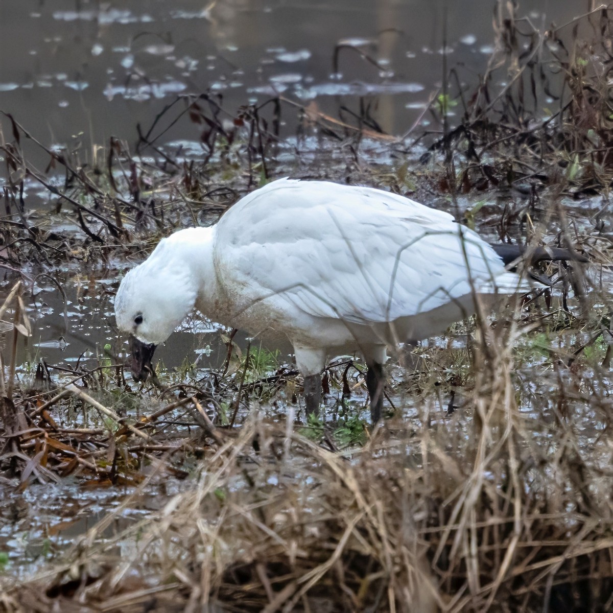Ross's Goose - ML646466162