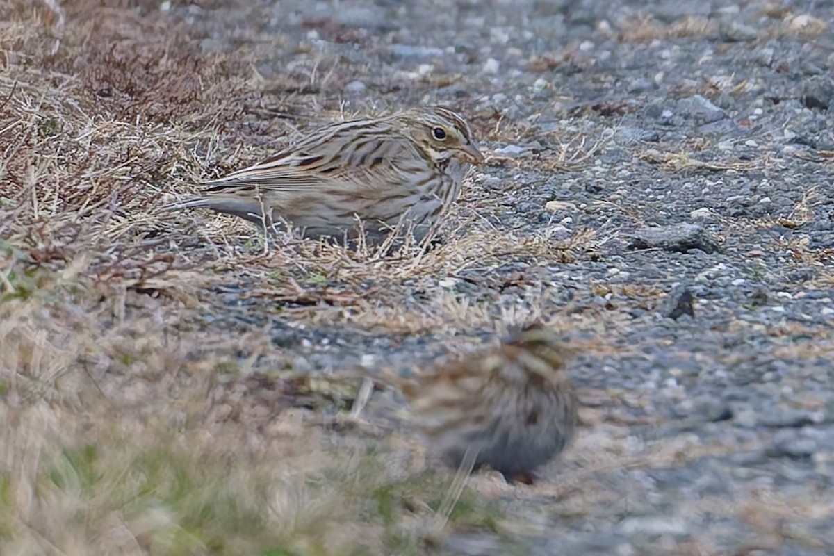 Savannah Sparrow (Ipswich) - ML646466164
