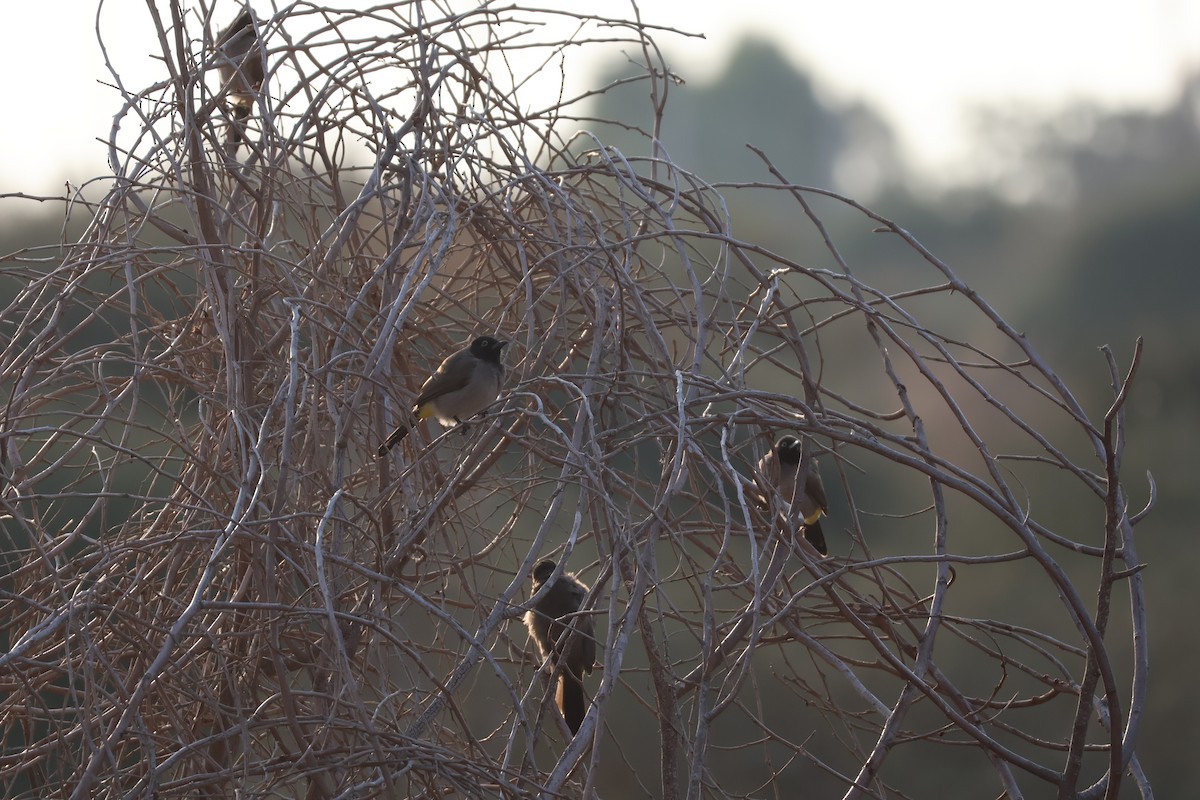 Gelbsteißbülbül - ML646466165