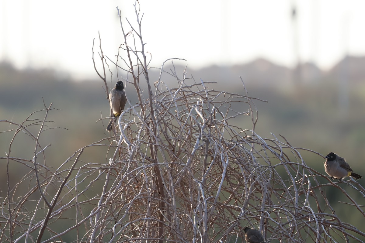 Gelbsteißbülbül - ML646466166