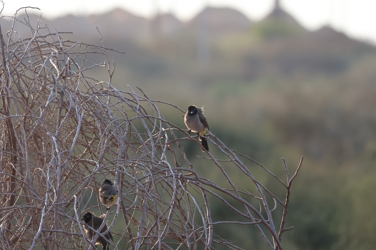 Gelbsteißbülbül - ML646466167