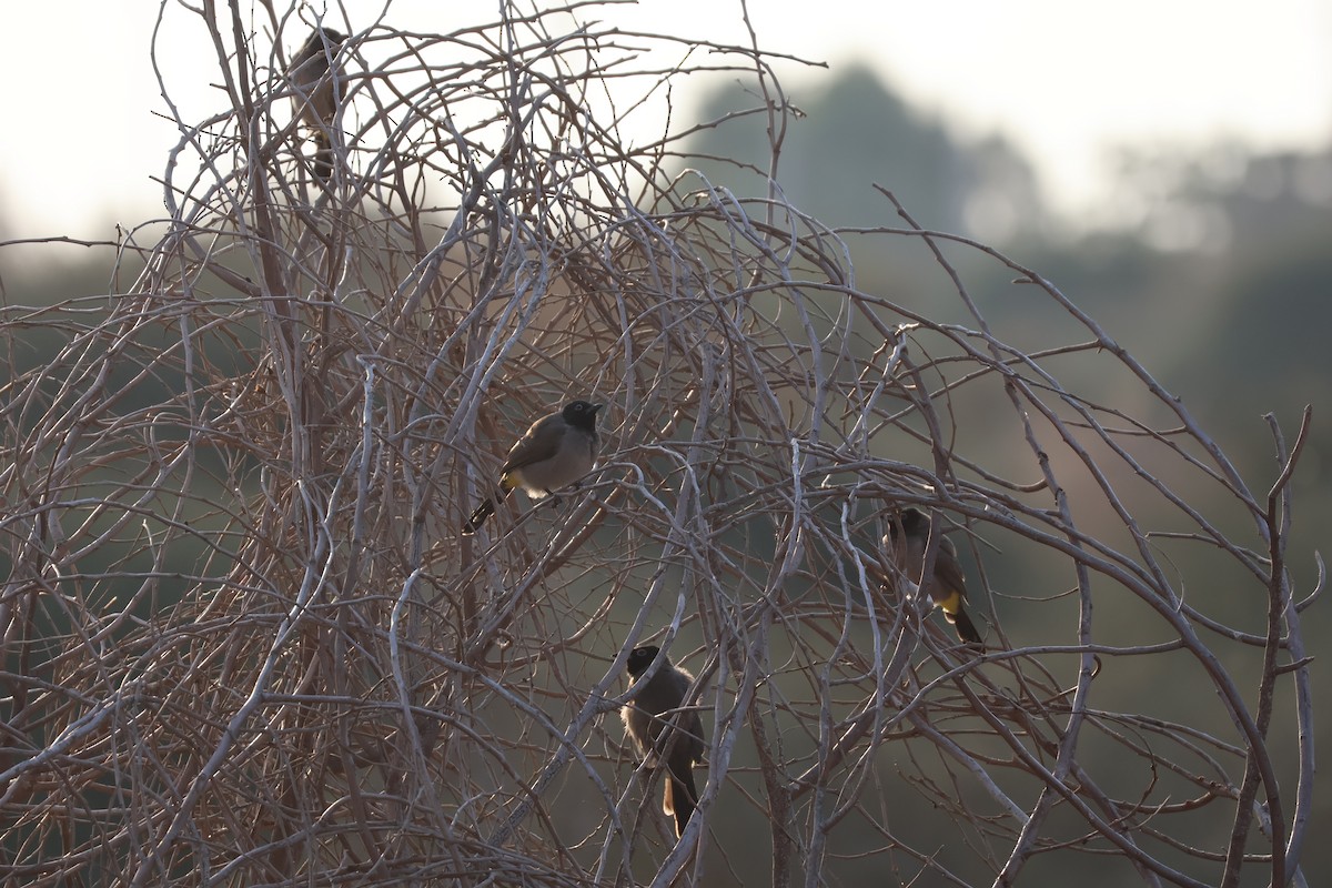 Gelbsteißbülbül - ML646466168