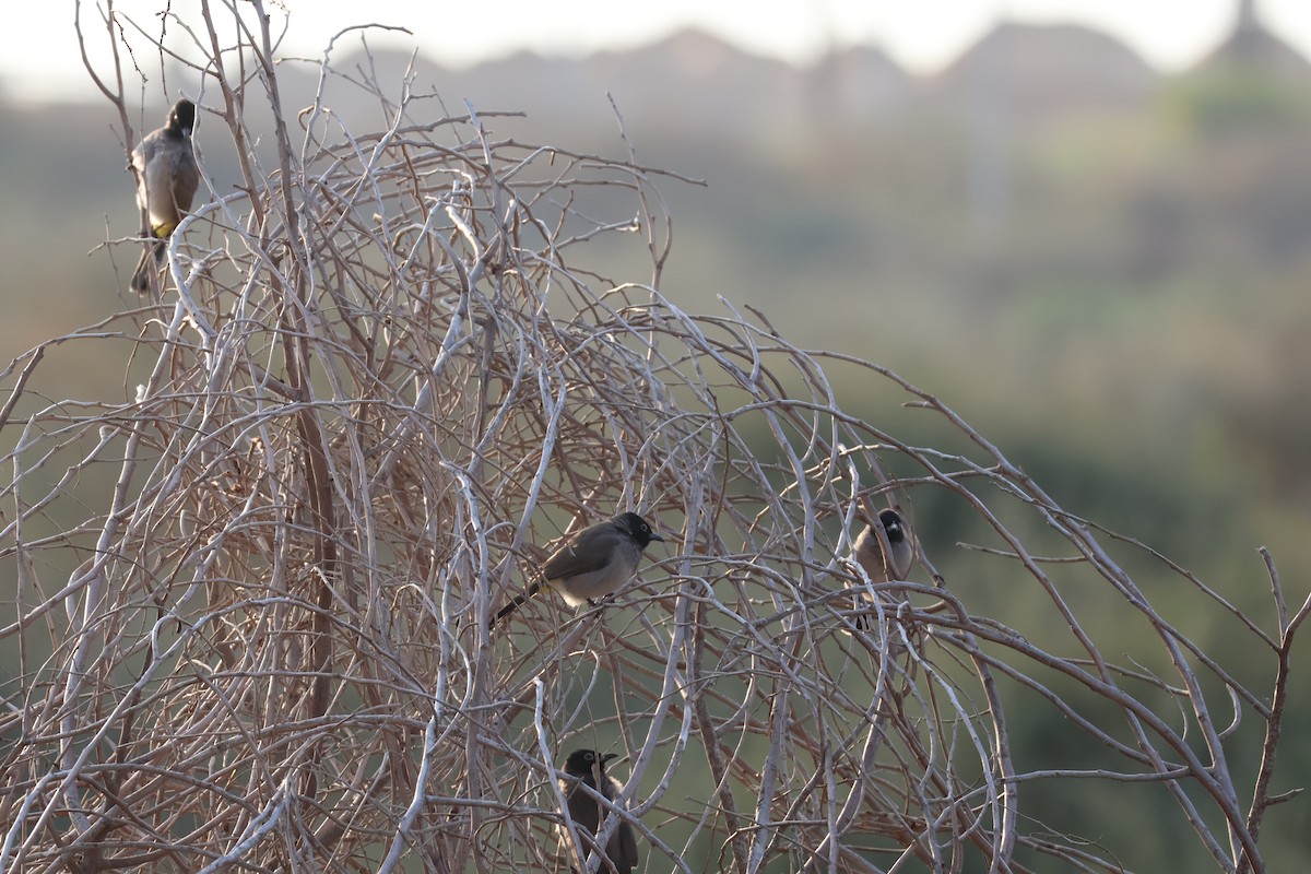 Gelbsteißbülbül - ML646466169