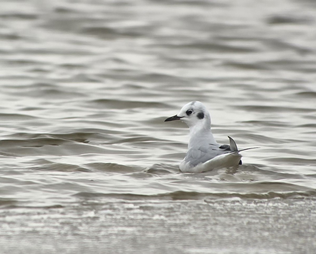 Bonaparte's Gull - ML646466170