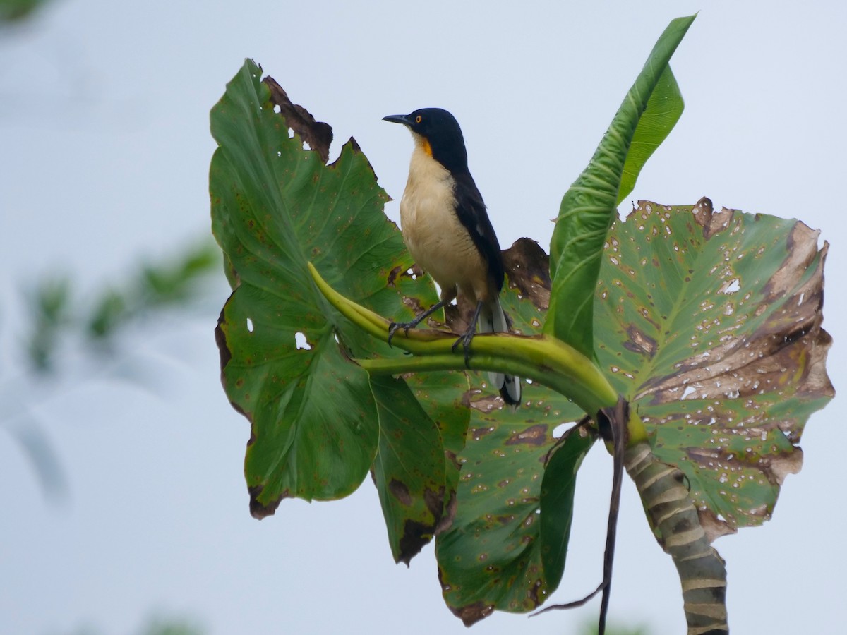 donacobius - ML646466171