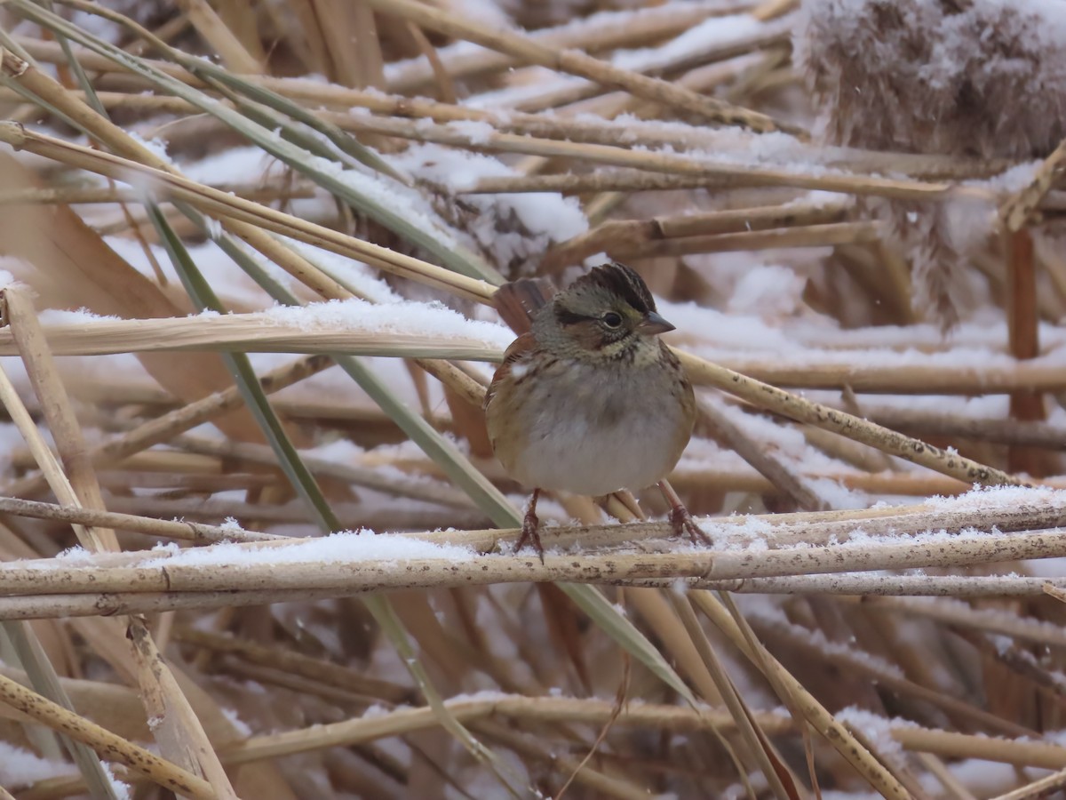 Swamp Sparrow - ML646466173