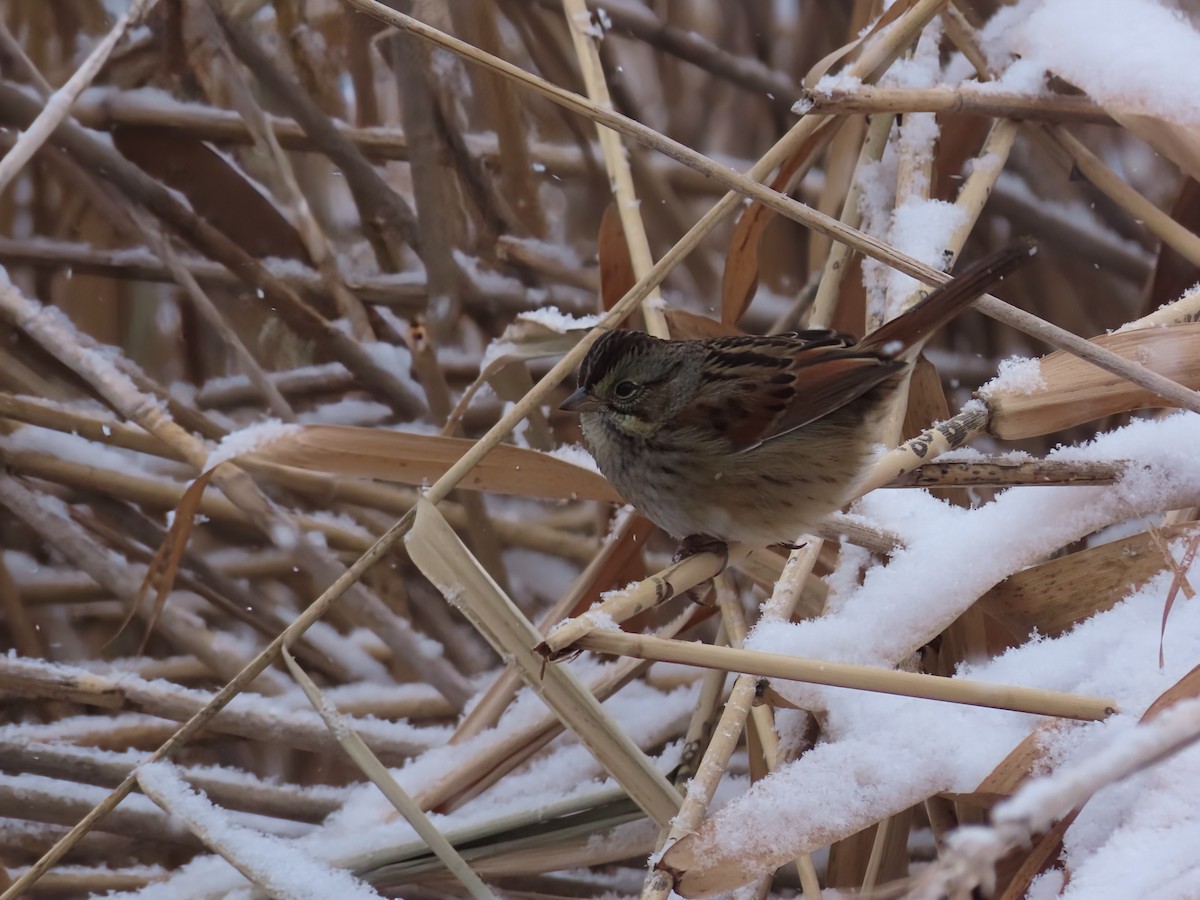 Swamp Sparrow - ML646466174
