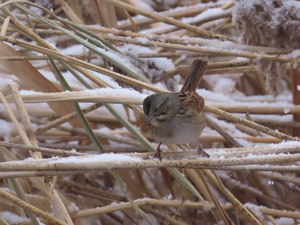 Swamp Sparrow - ML646466175