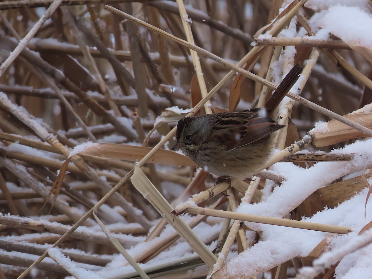 Swamp Sparrow - ML646466176