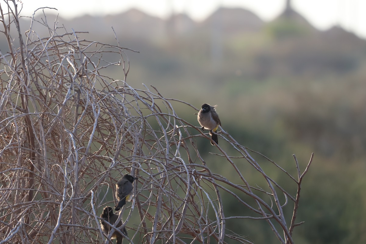 Gelbsteißbülbül - ML646466177