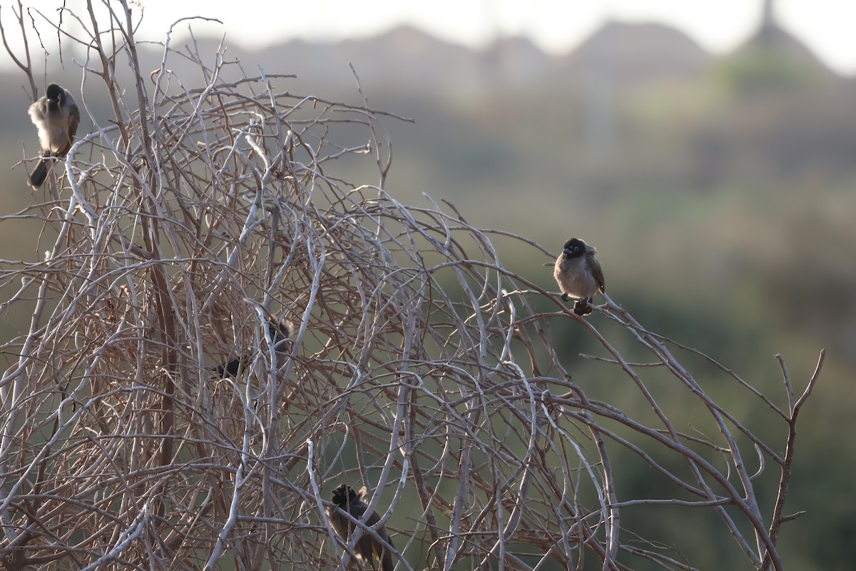 Gelbsteißbülbül - ML646466178