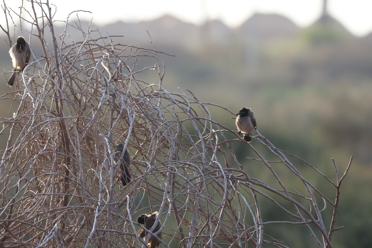 Gelbsteißbülbül - ML646466179