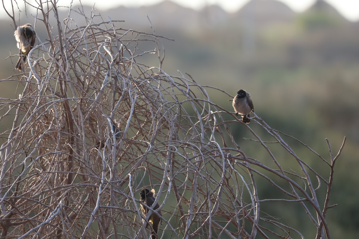 Gelbsteißbülbül - ML646466180