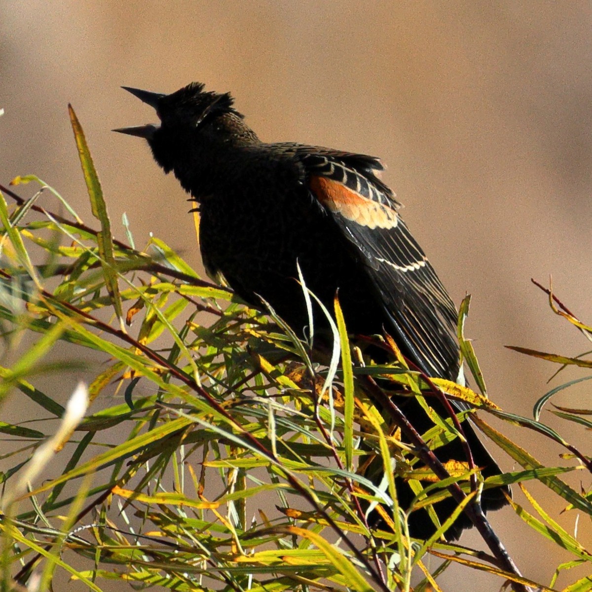 Red-winged Blackbird - ML646466181