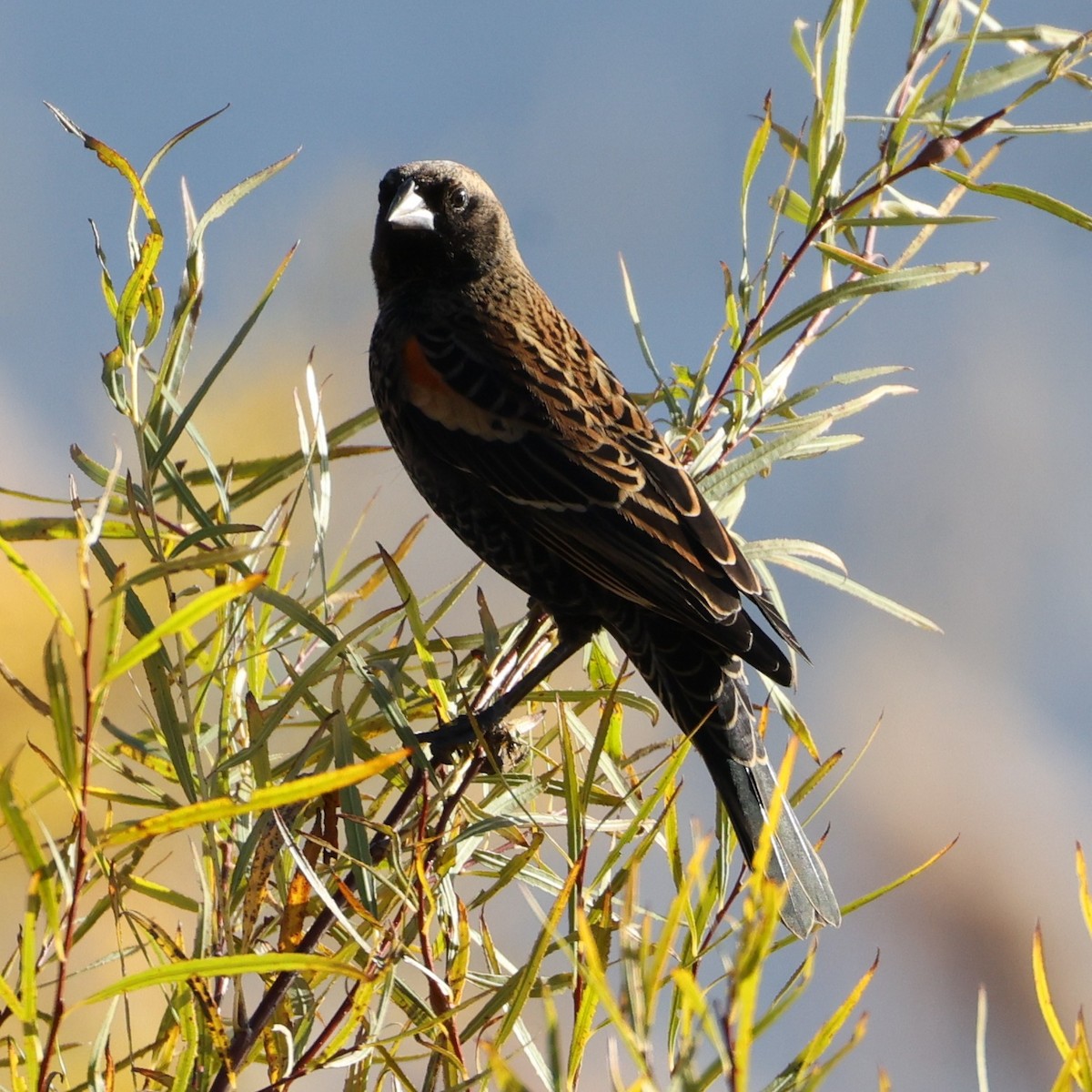 Red-winged Blackbird - ML646466182