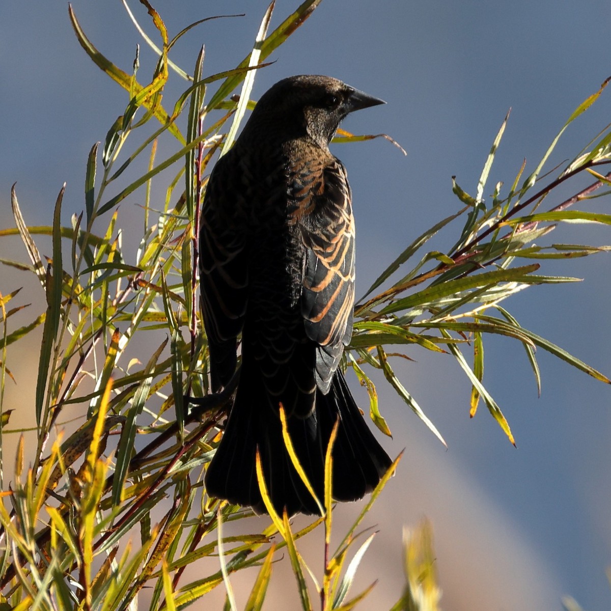 Red-winged Blackbird - ML646466183