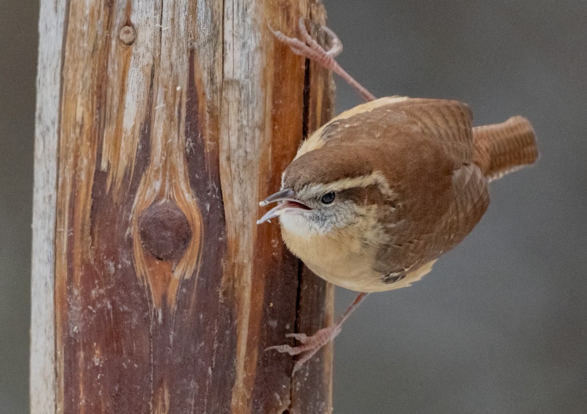 チャバラマユミソサザイ - ML646466184