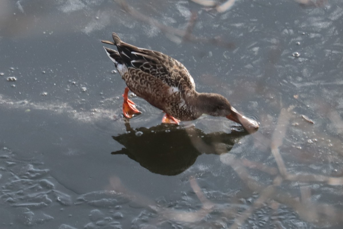 Northern Shoveler - ML646466187