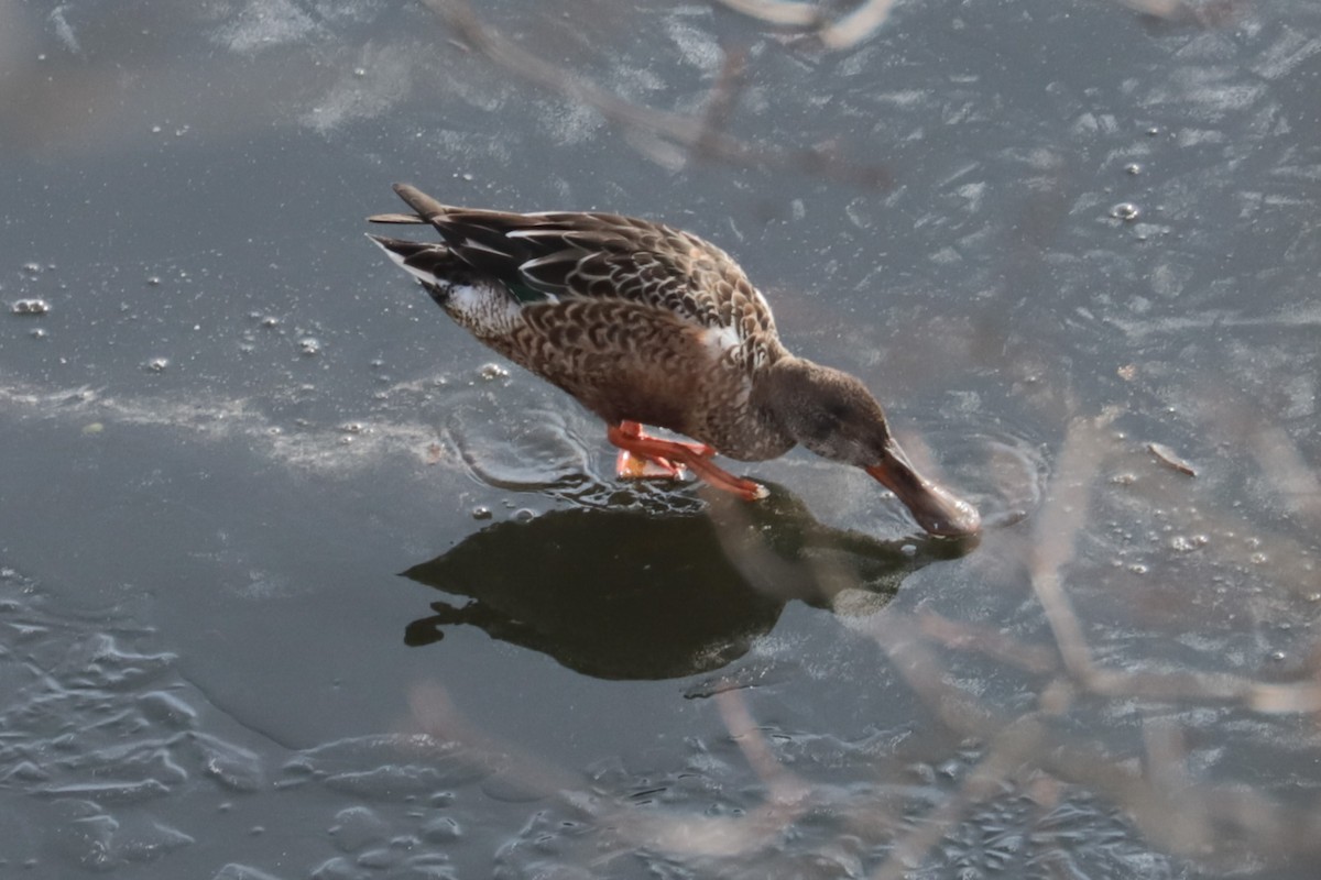 Northern Shoveler - ML646466188