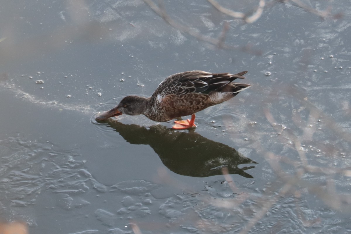 Northern Shoveler - ML646466189