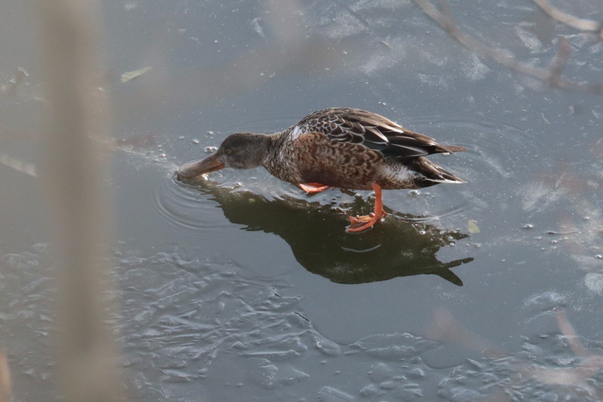 Northern Shoveler - ML646466190