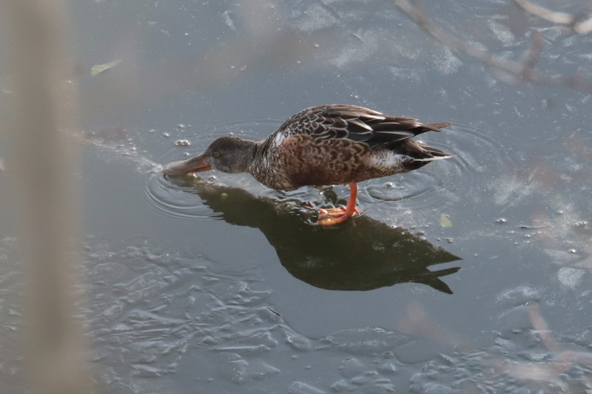 Northern Shoveler - ML646466191