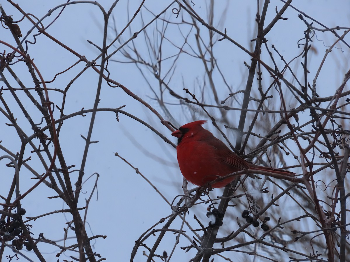 kardinál červený - ML646466200