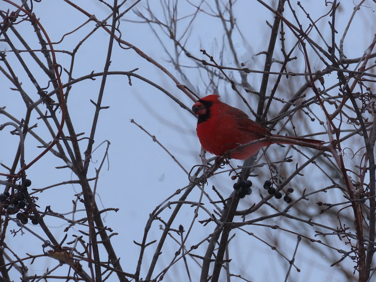 kardinál červený - ML646466201