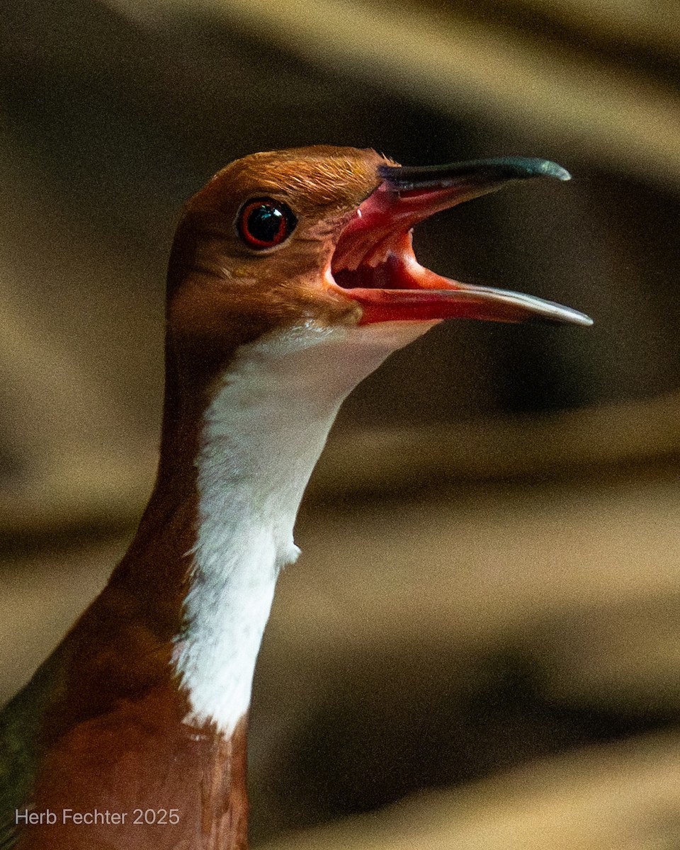 White-throated Rail - ML646466205