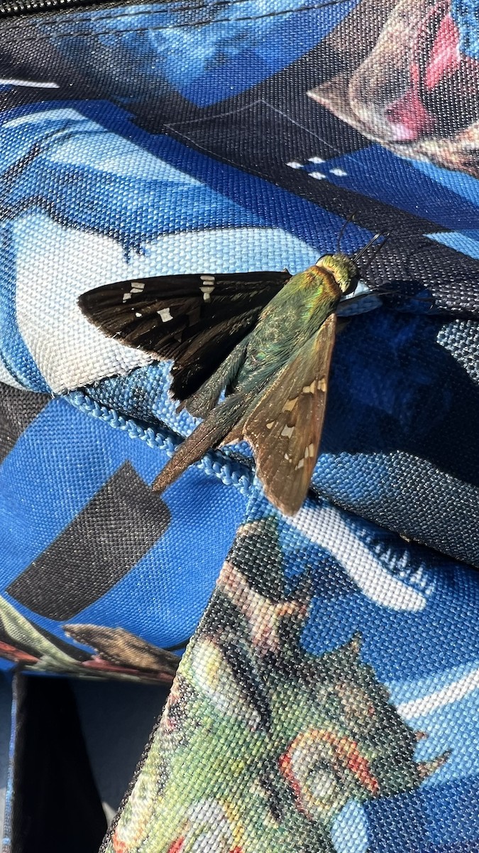 Long-tailed Skipper - ML646466206