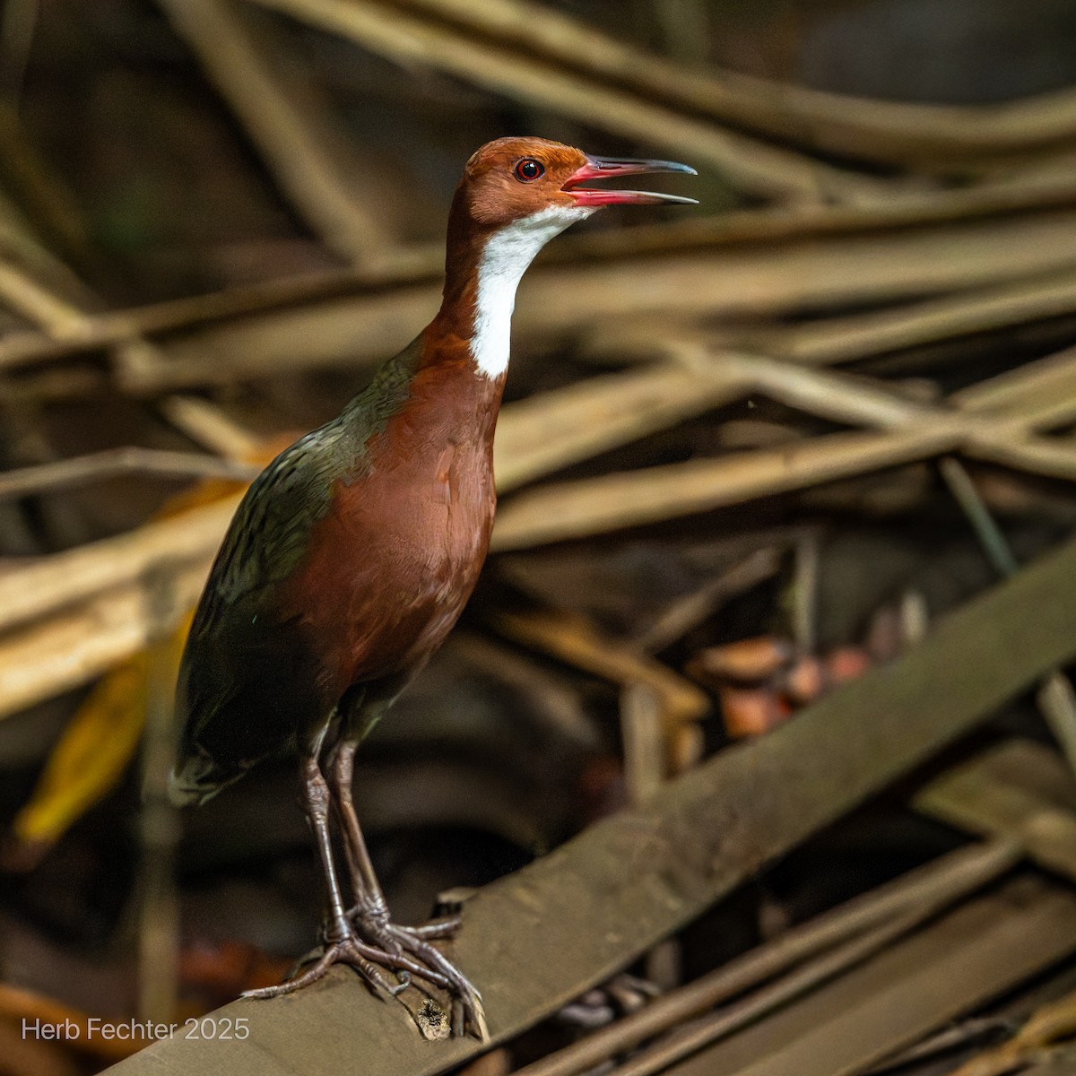 White-throated Rail - ML646466207
