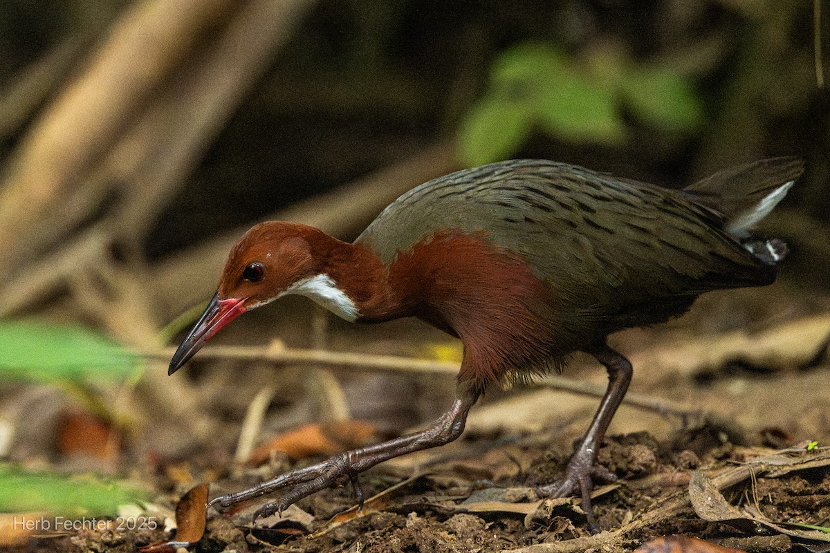 White-throated Rail - ML646466208