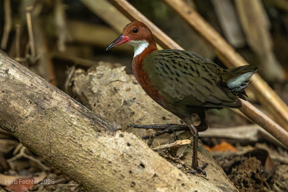 White-throated Rail - ML646466209