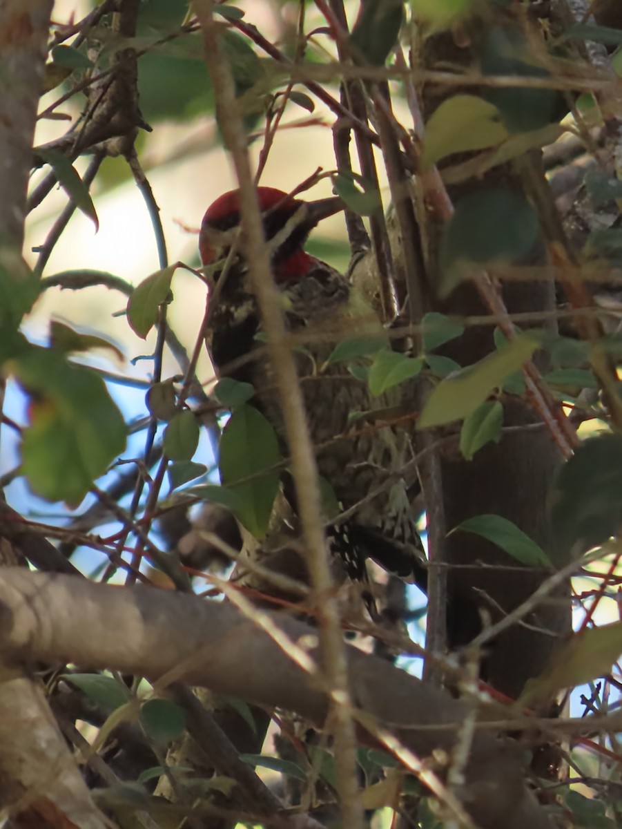 Red-naped Sapsucker - ML646466210