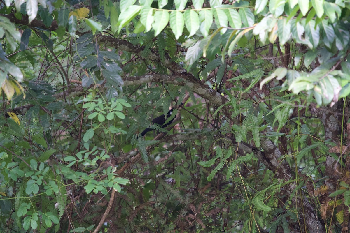 Crested Jayshrike - ML646466213