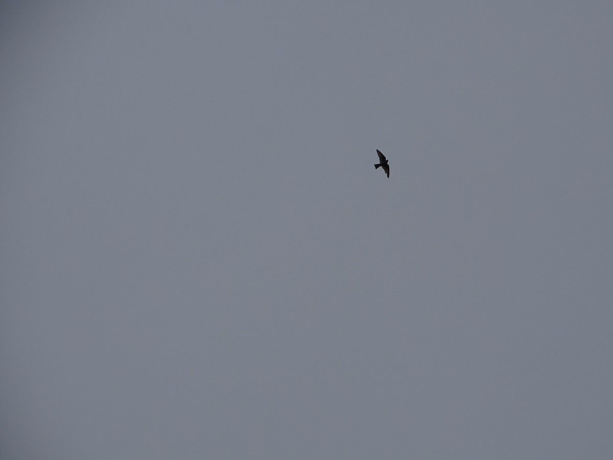 Northern Rough-winged Swallow - ML646466214