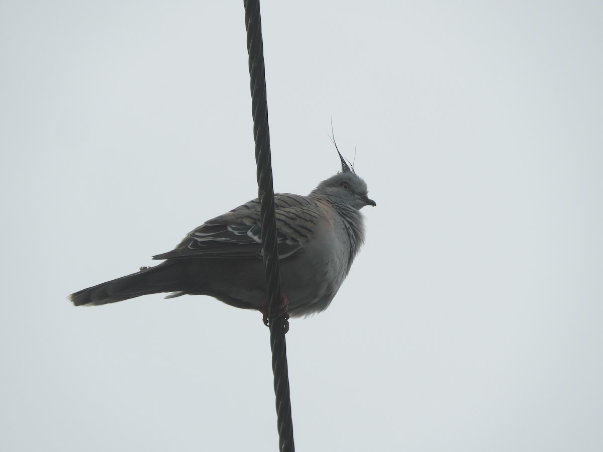 Crested Pigeon - ML646466219