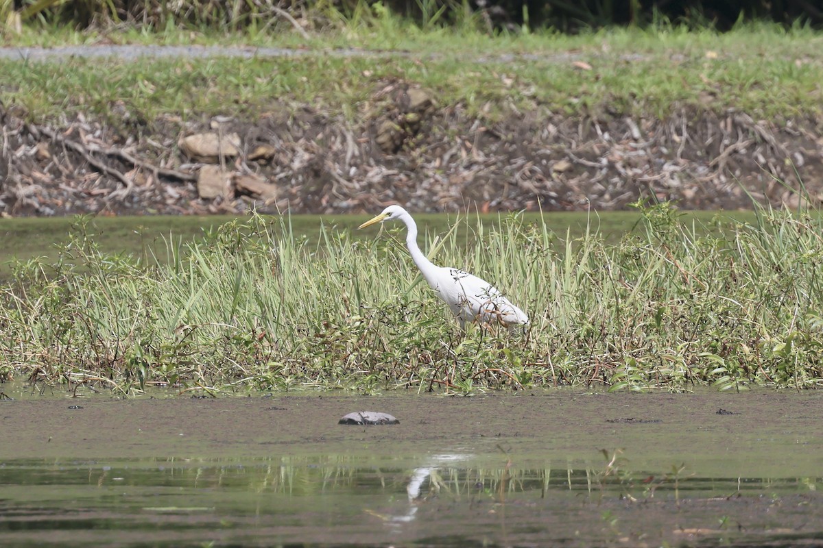 Great Egret - ML646466227