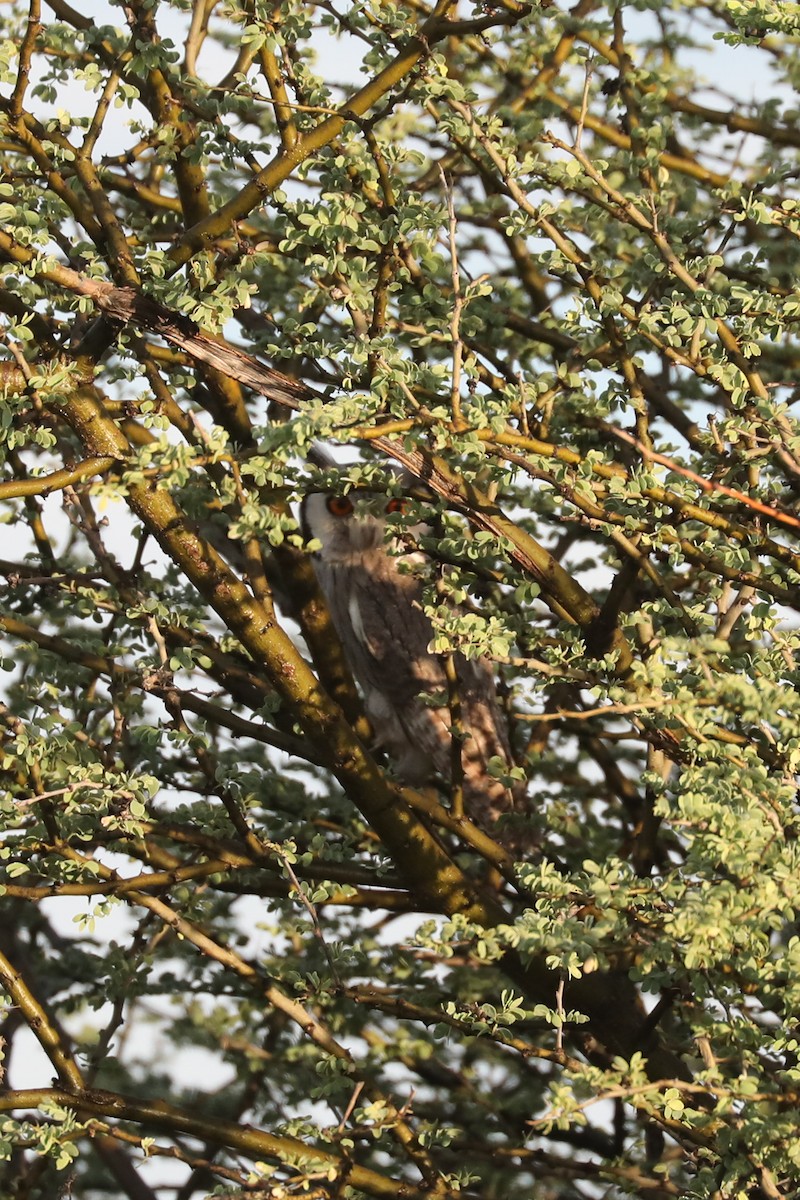 Southern White-faced Owl - ML646466228
