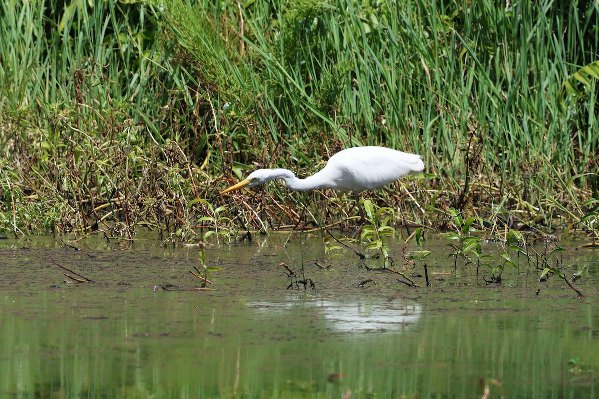 Great Egret - ML646466229