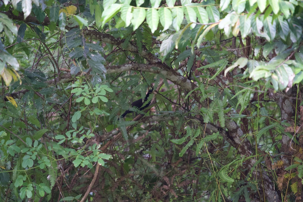 Crested Jayshrike - ML646466230