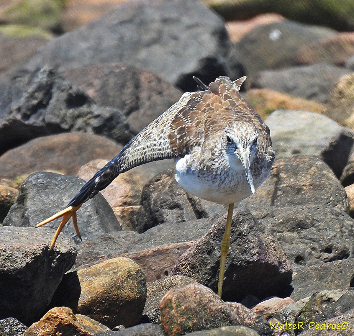 Tüpfelgelbschenkel - ML646466231