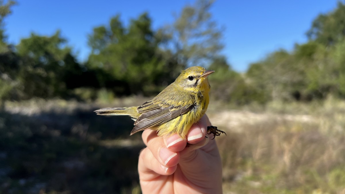 Reinita Galana - ML646466234